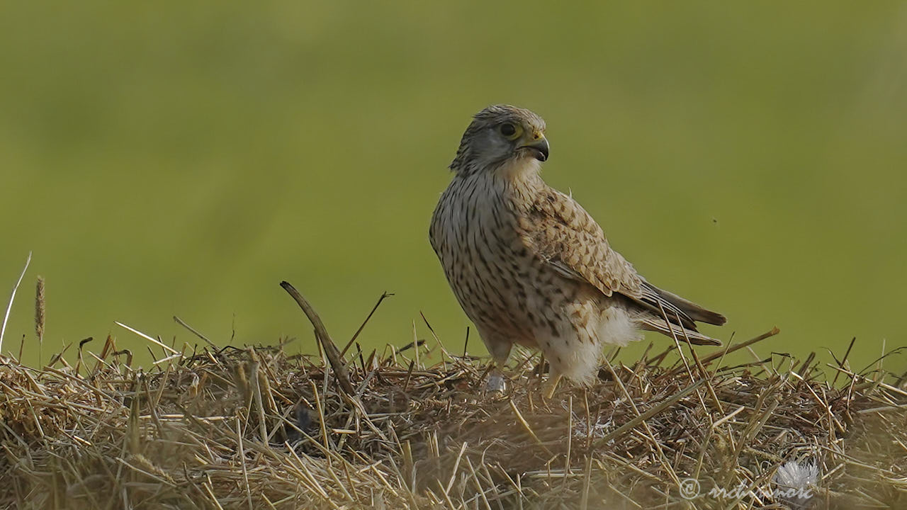 Eurasian kestrel