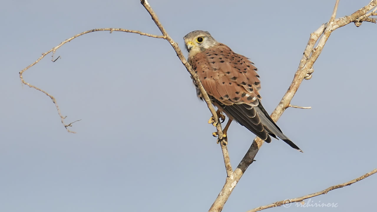 Eurasian kestrel