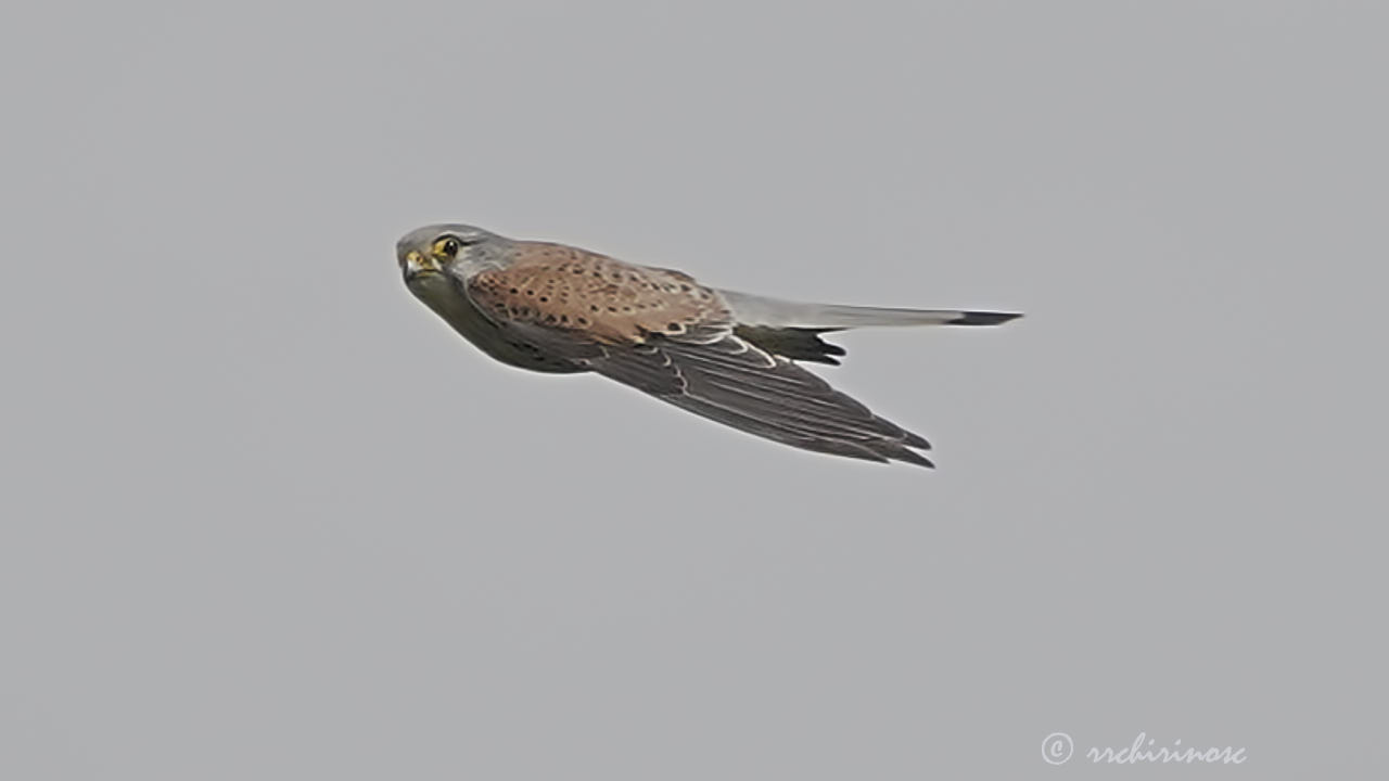 Eurasian kestrel