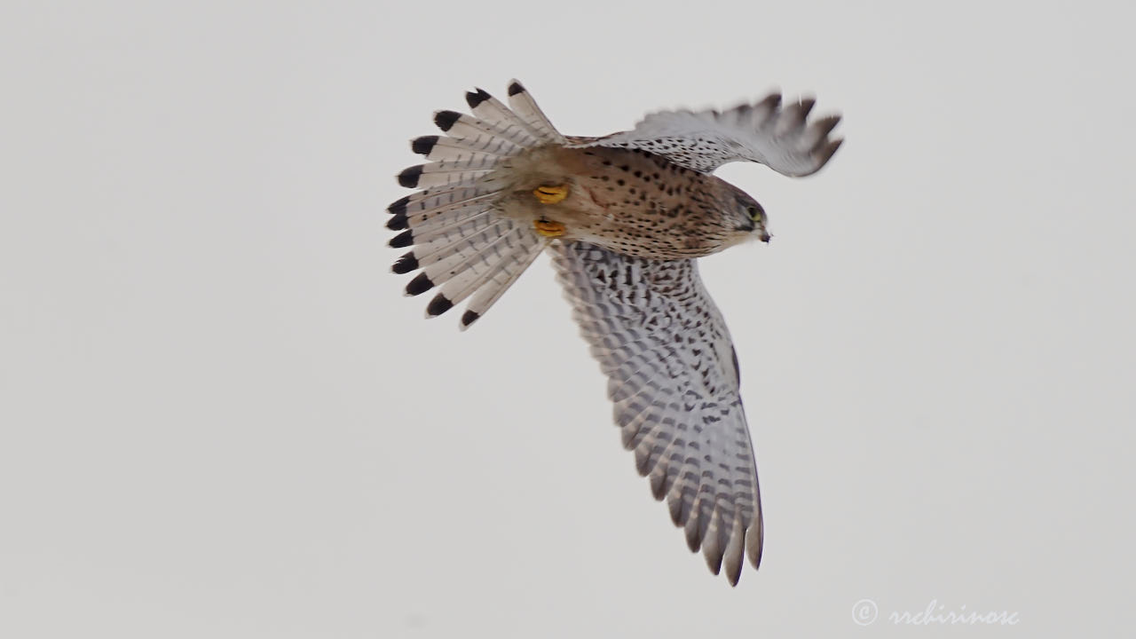 Eurasian kestrel