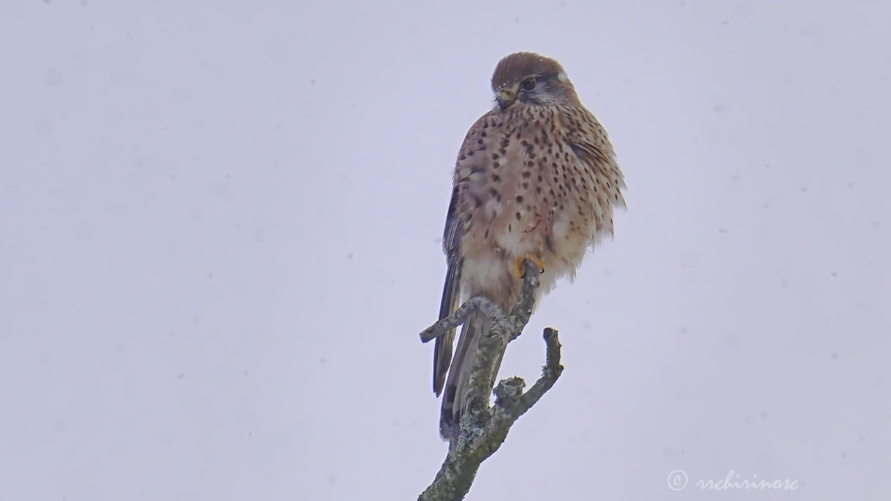 Eurasian kestrel