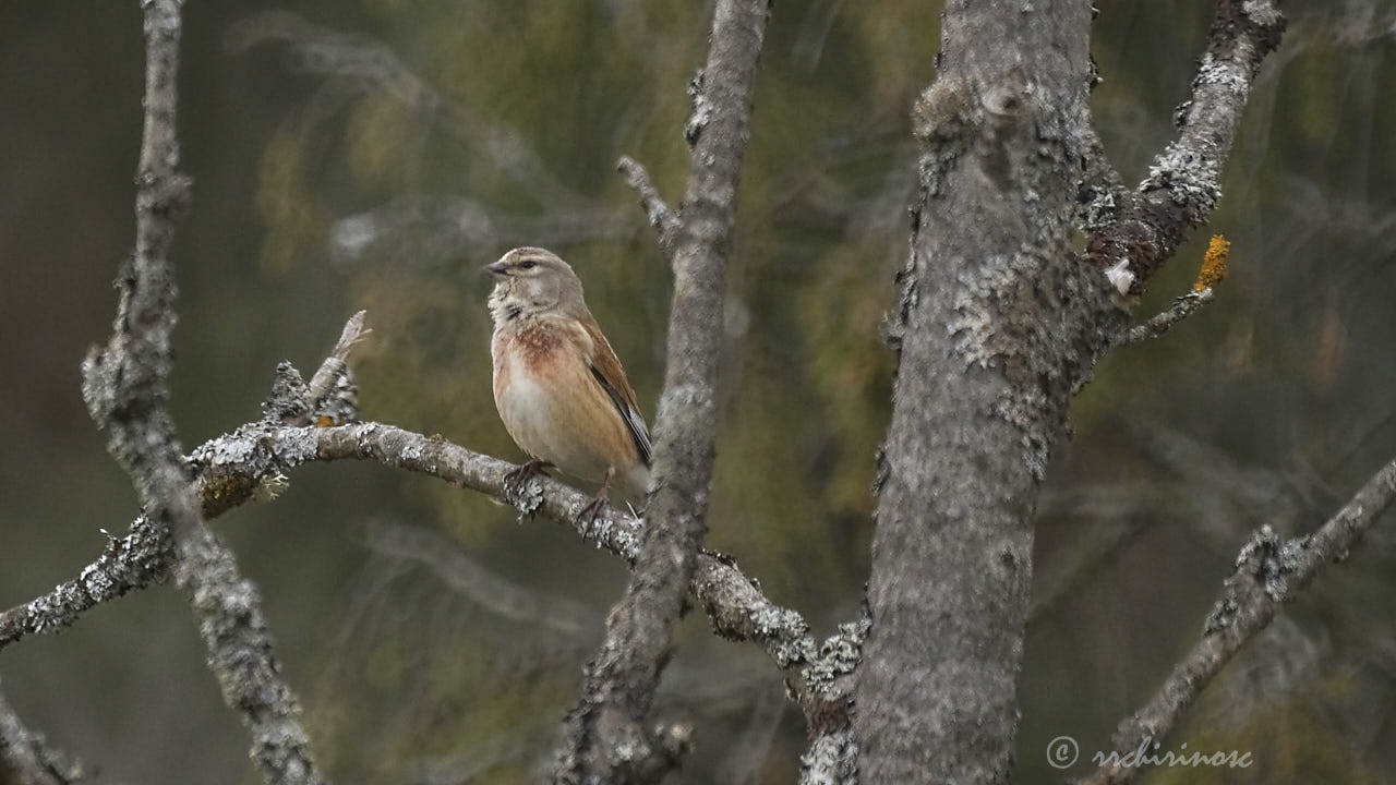 Common linnet