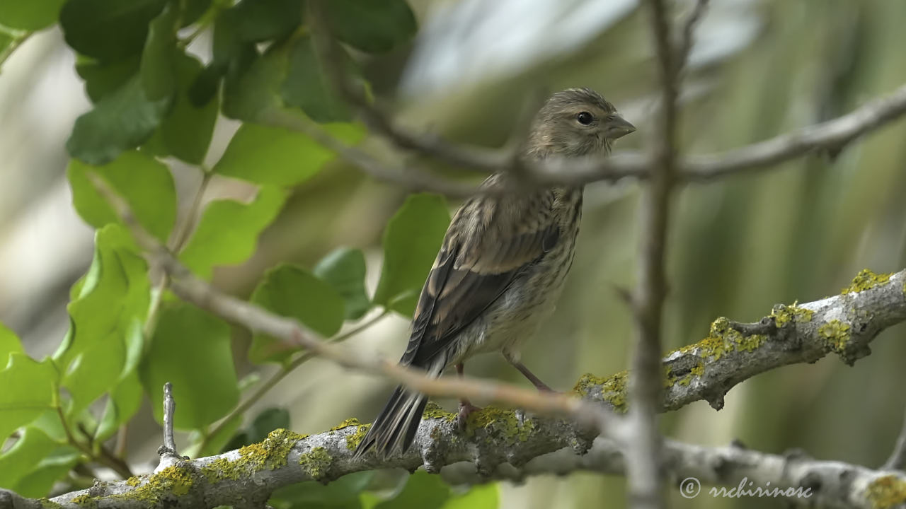 Common linnet