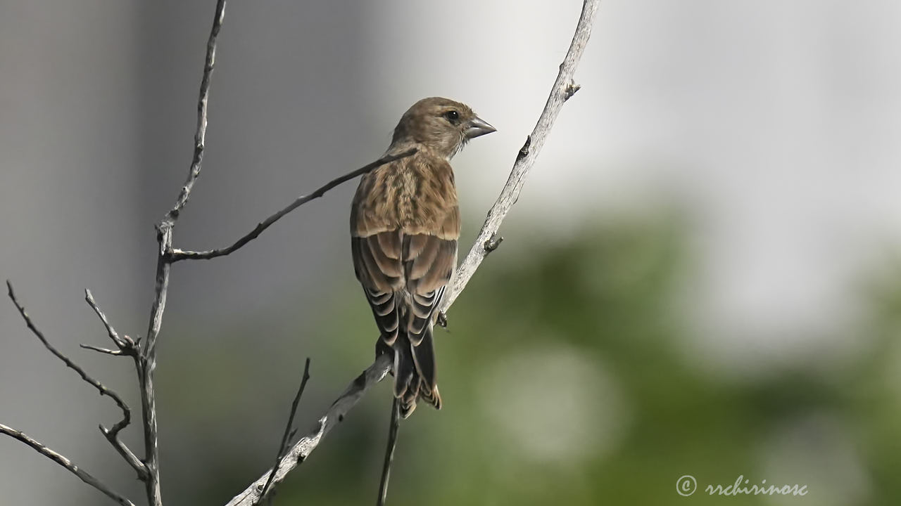 Common linnet