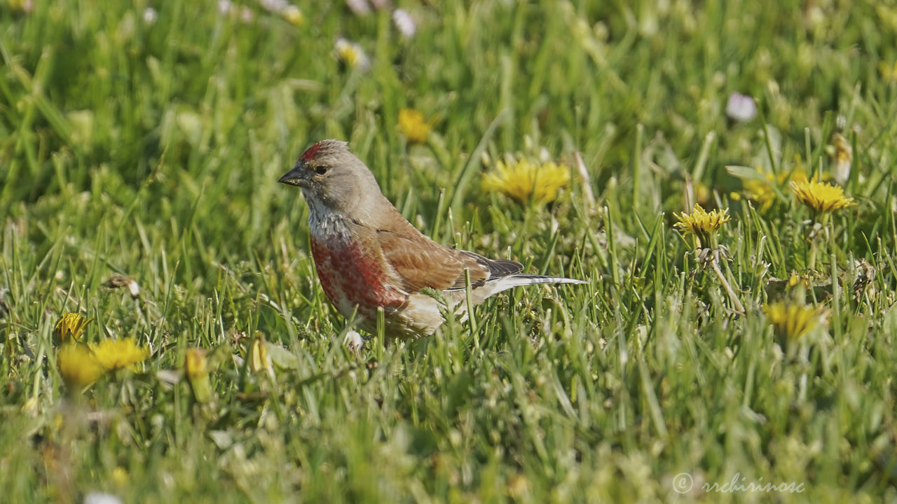 Common linnet