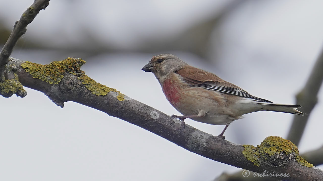 Common linnet