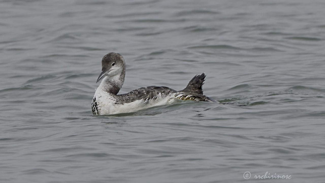 Common loon