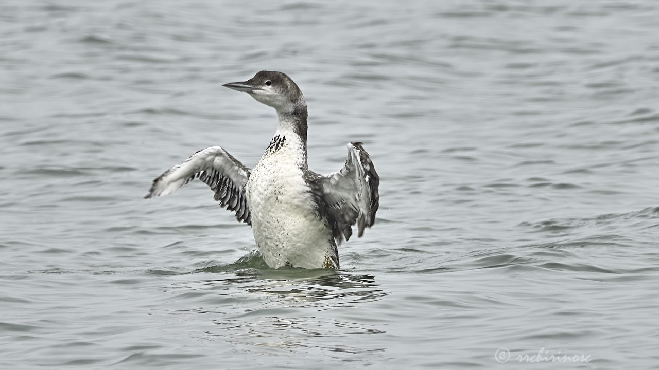 Common loon