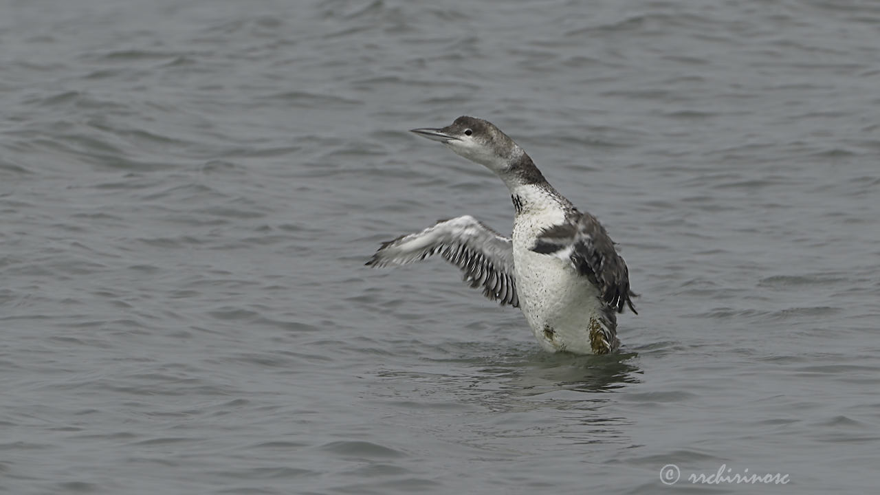 Common loon