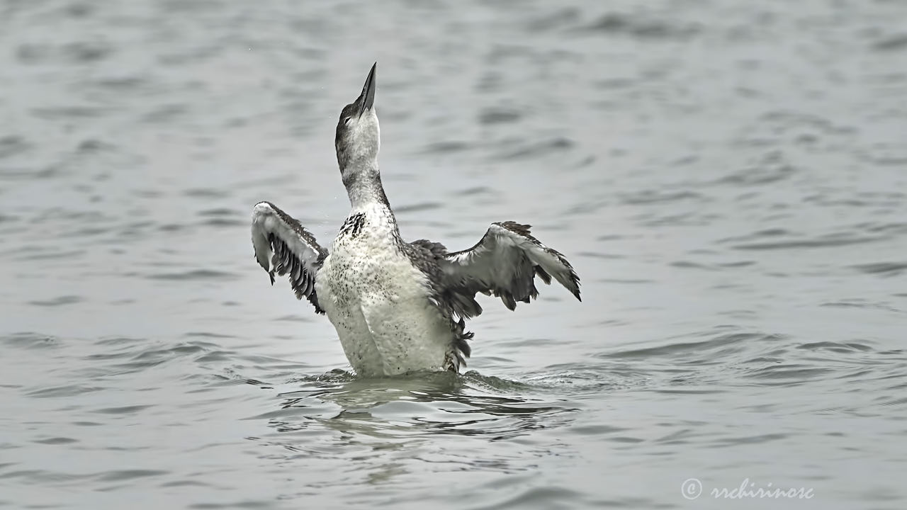 Common loon