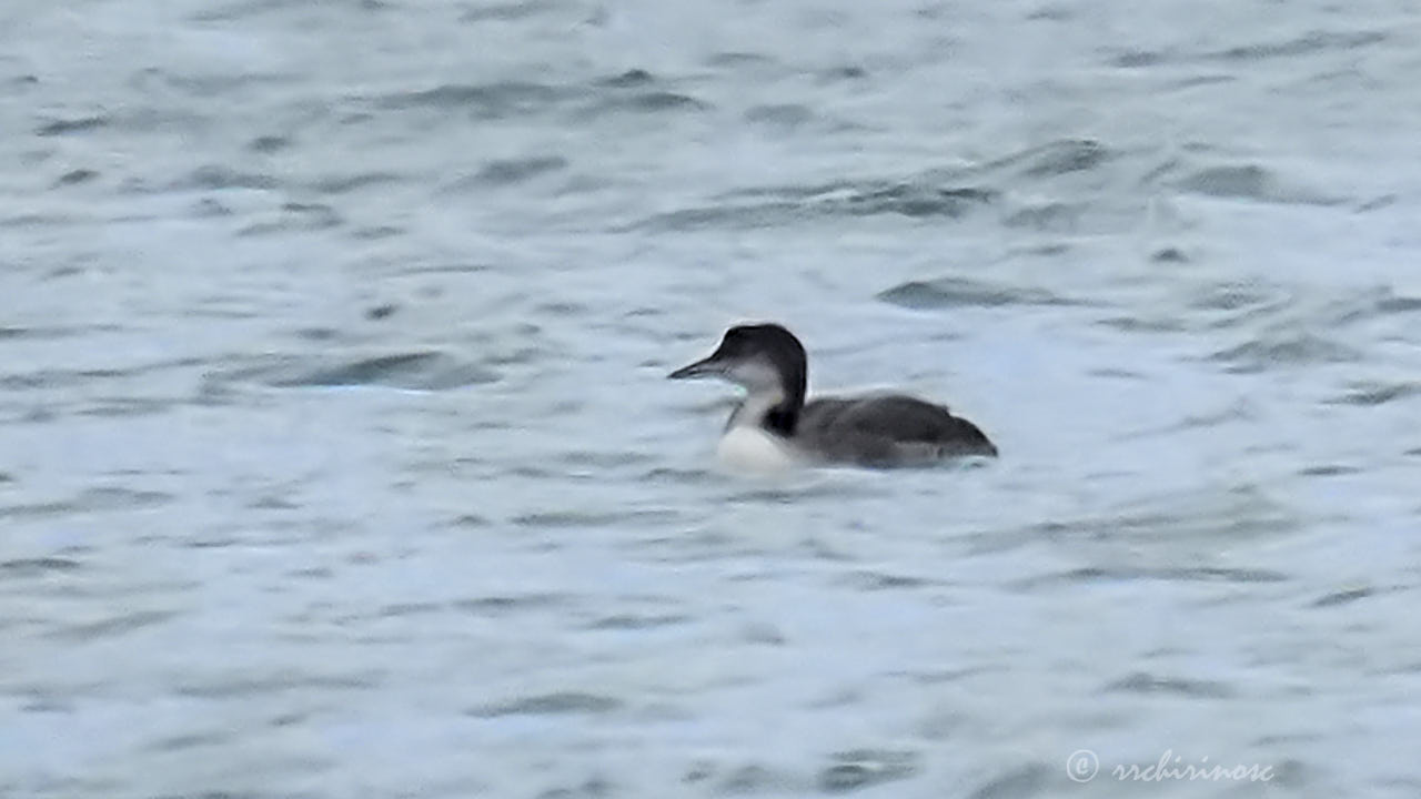 Common loon