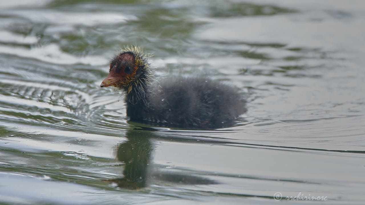 Eurasian moorhen