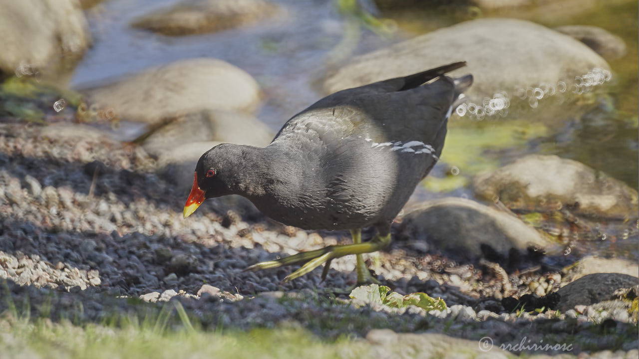 Eurasian moorhen