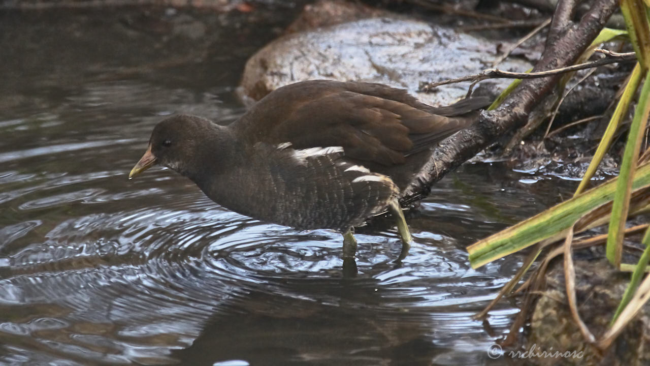 Eurasian moorhen