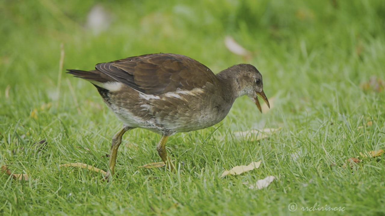 Eurasian moorhen