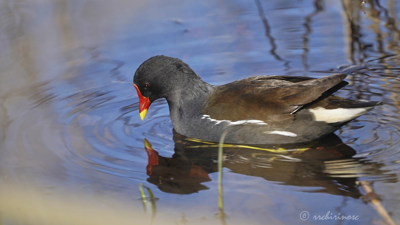 Eurasian moorhen