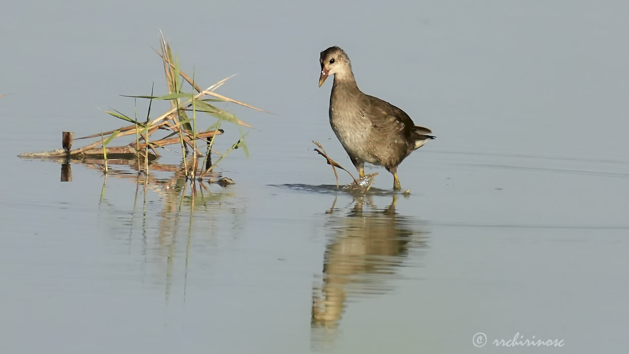 Eurasian moorhen