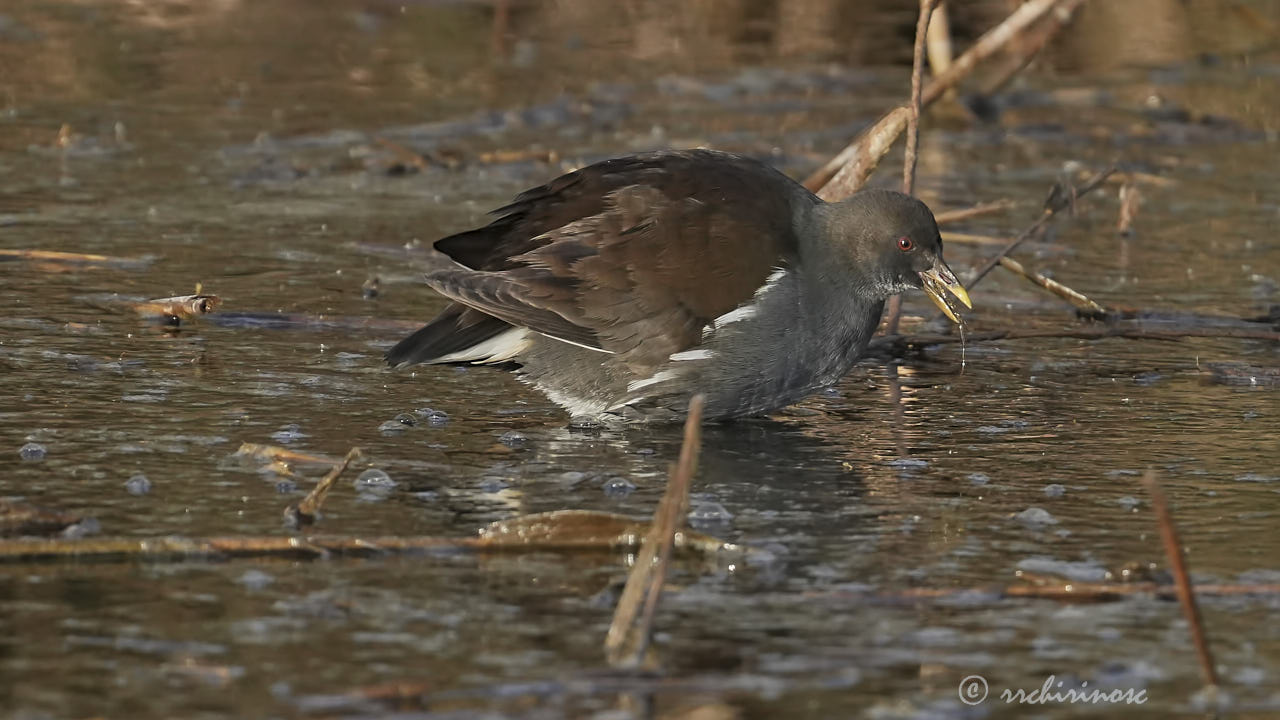 Eurasian moorhen