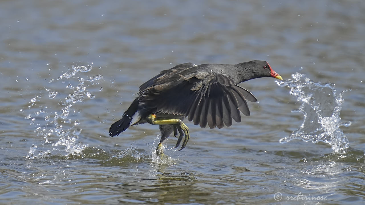 Eurasian moorhen