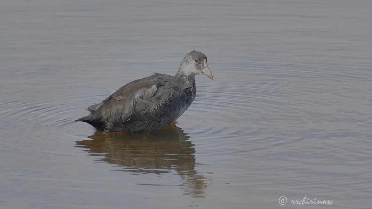 Eurasian moorhen