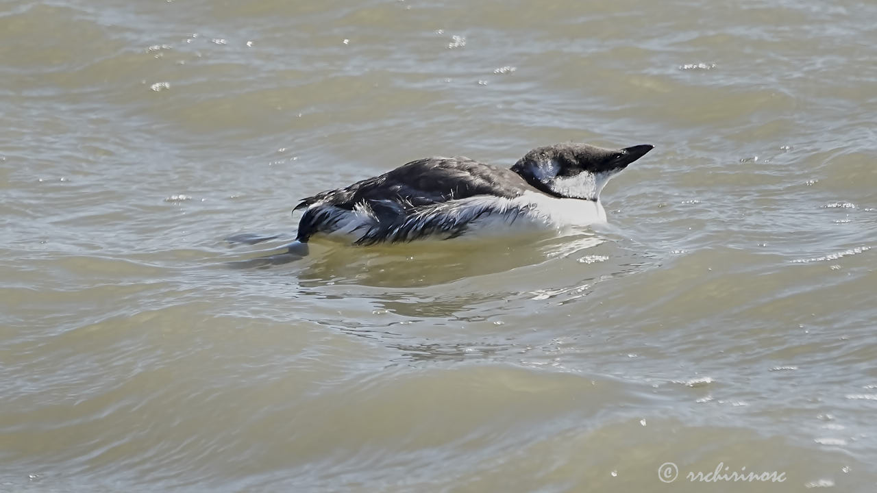 Common murre