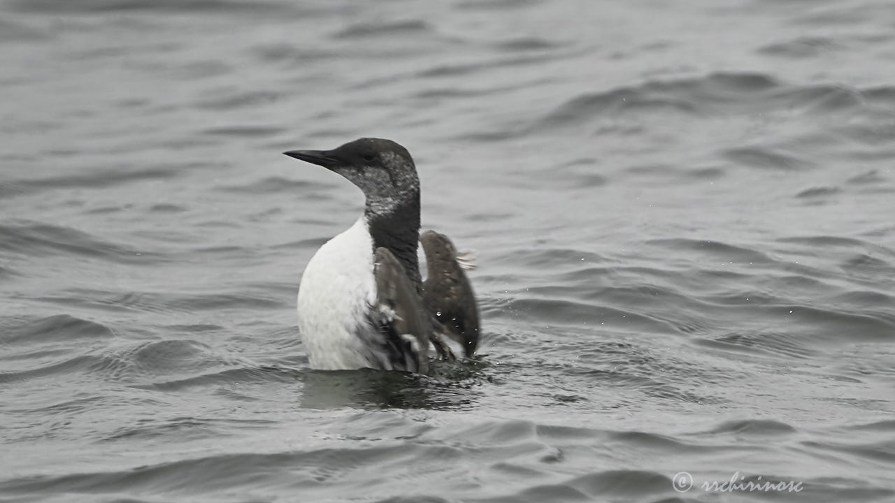 Common murre