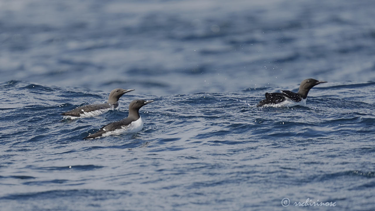 Common murre