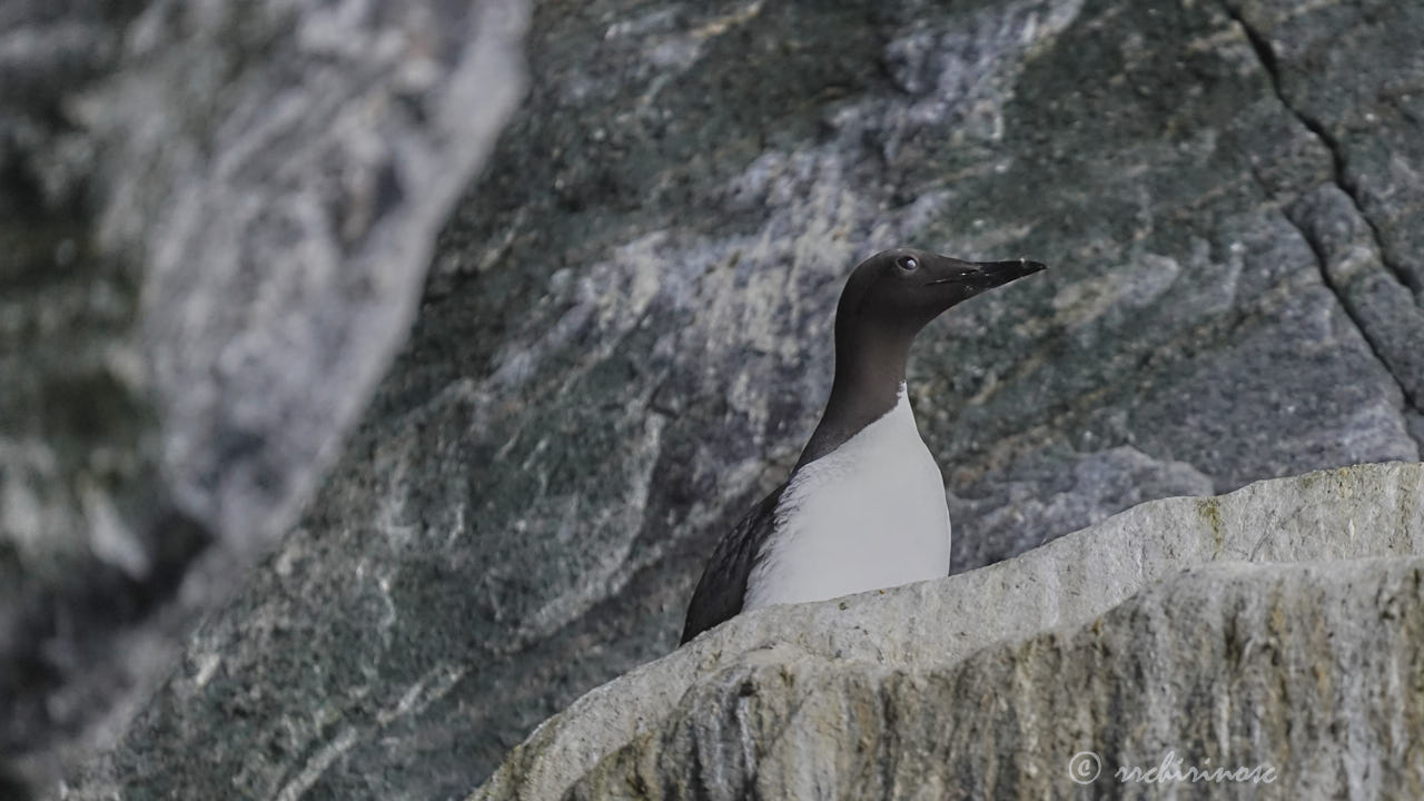 Common murre