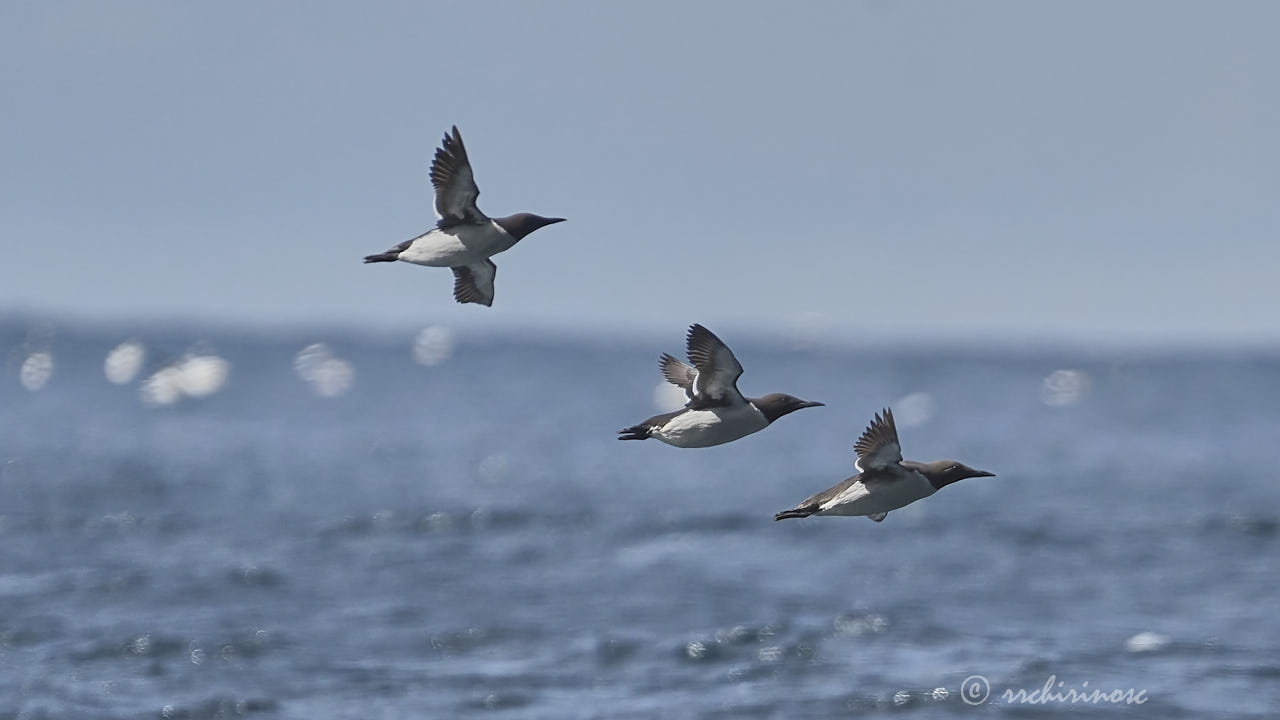 Common murre