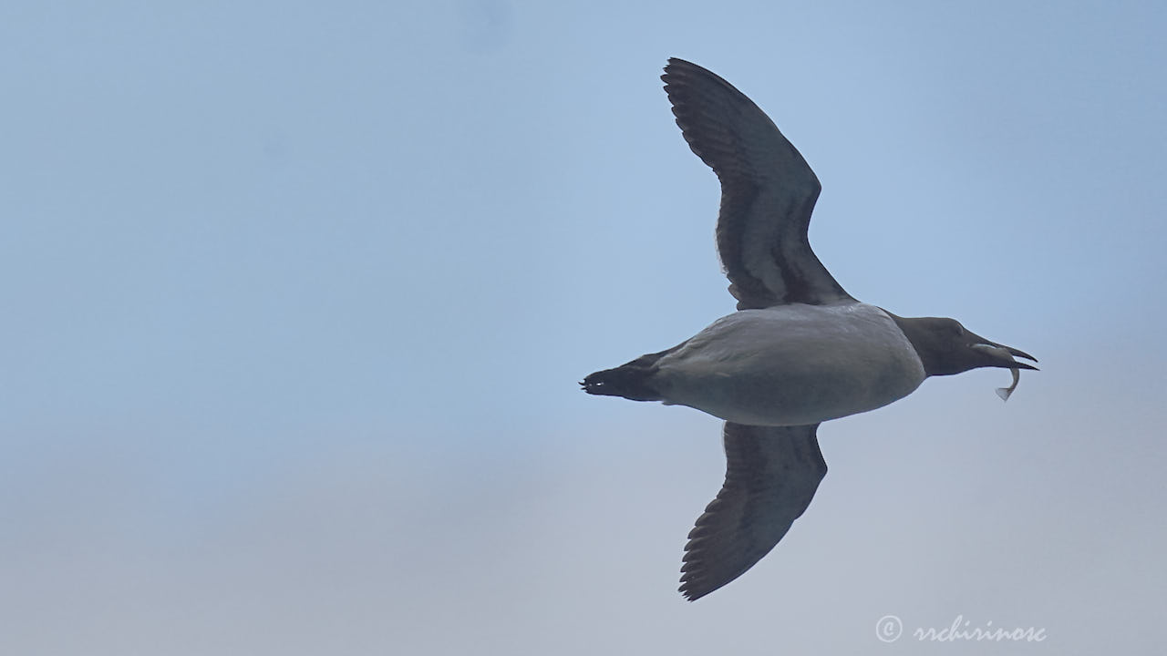 Common murre