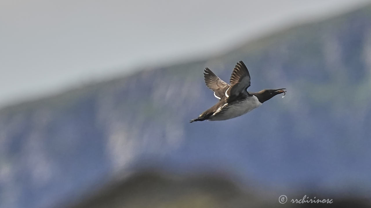 Common murre