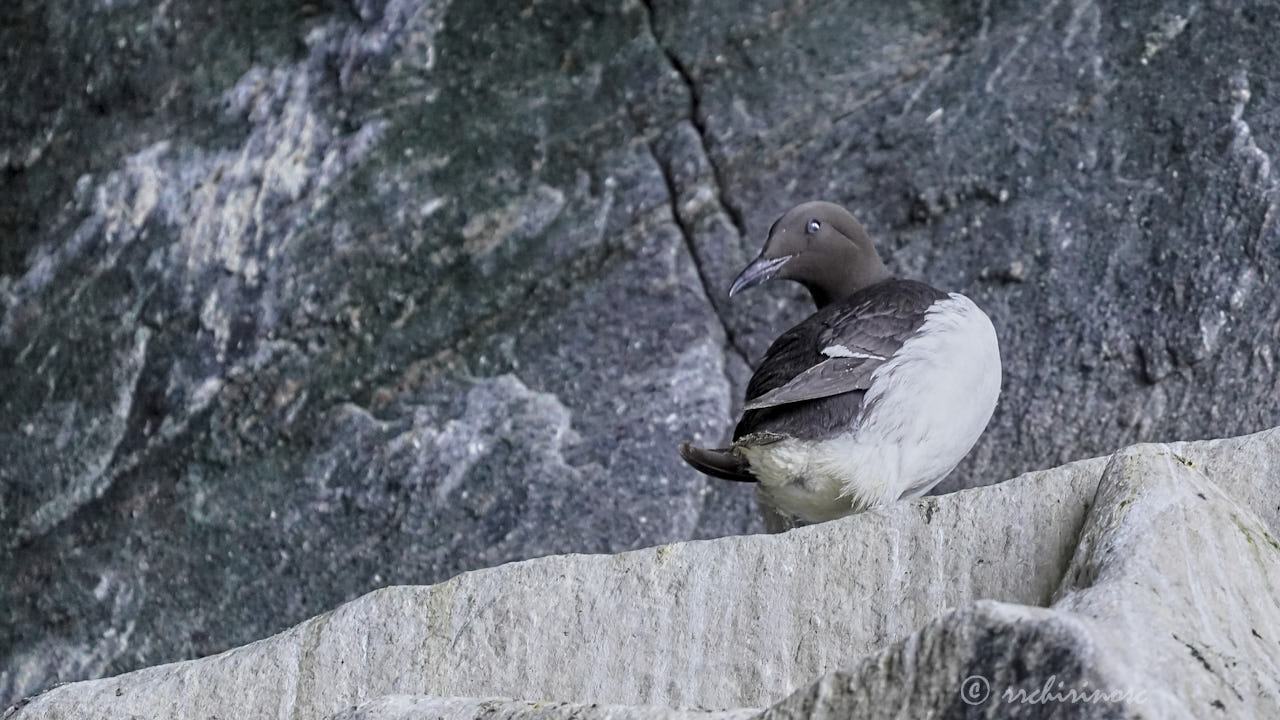 Common murre