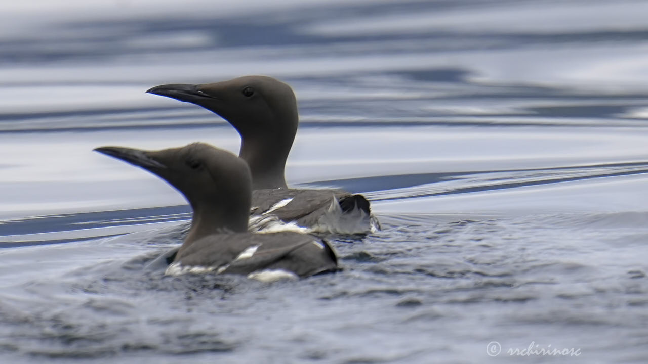 Common murre