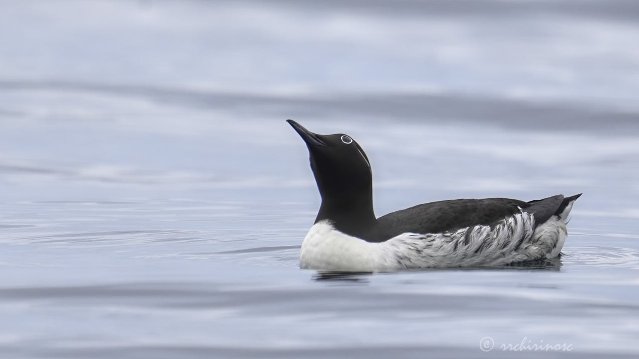 Common murre