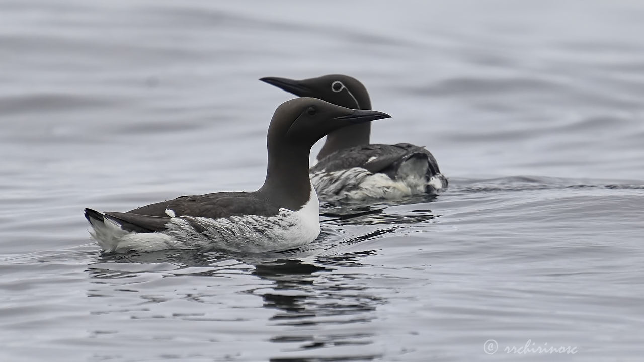 Common murre