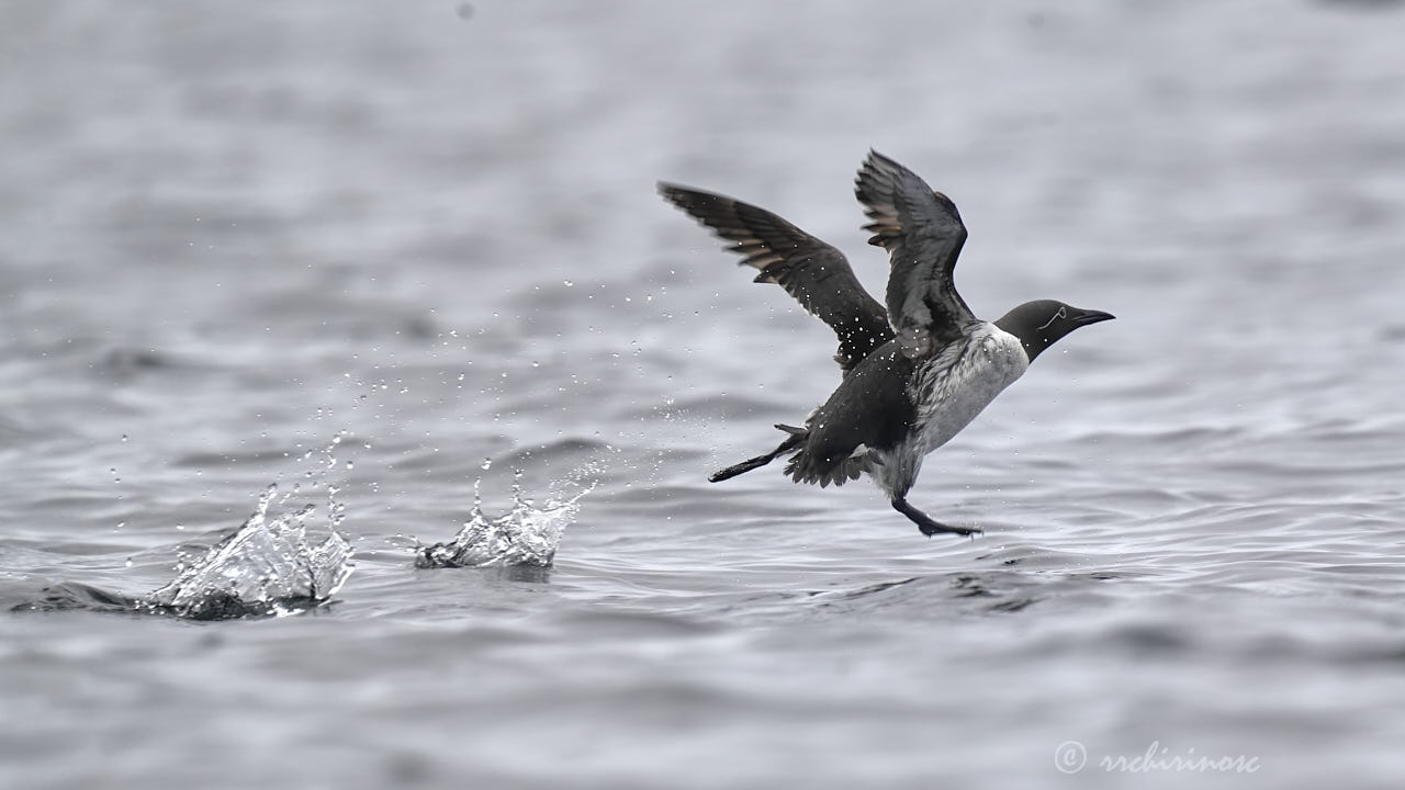 Common murre