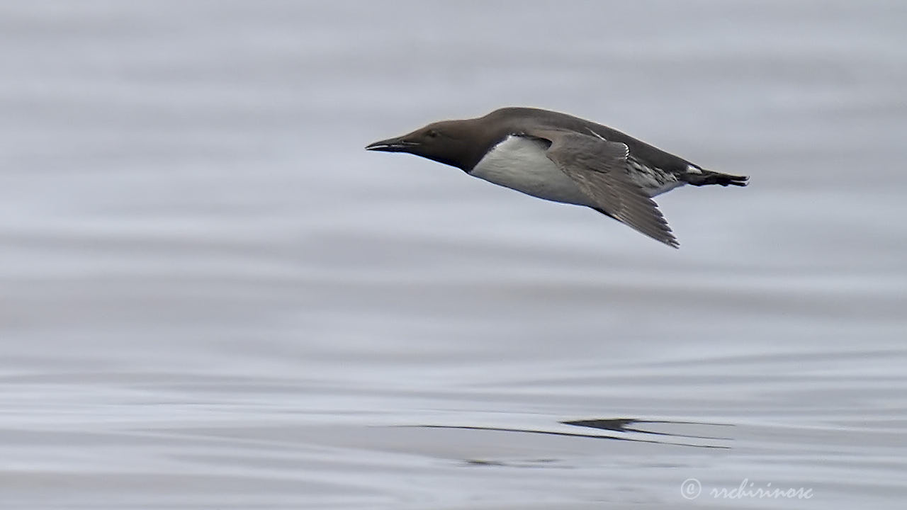 Common murre