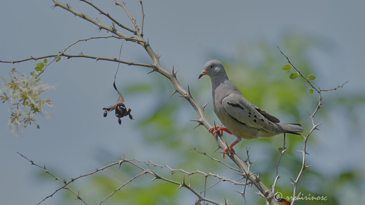 Croaking ground dove