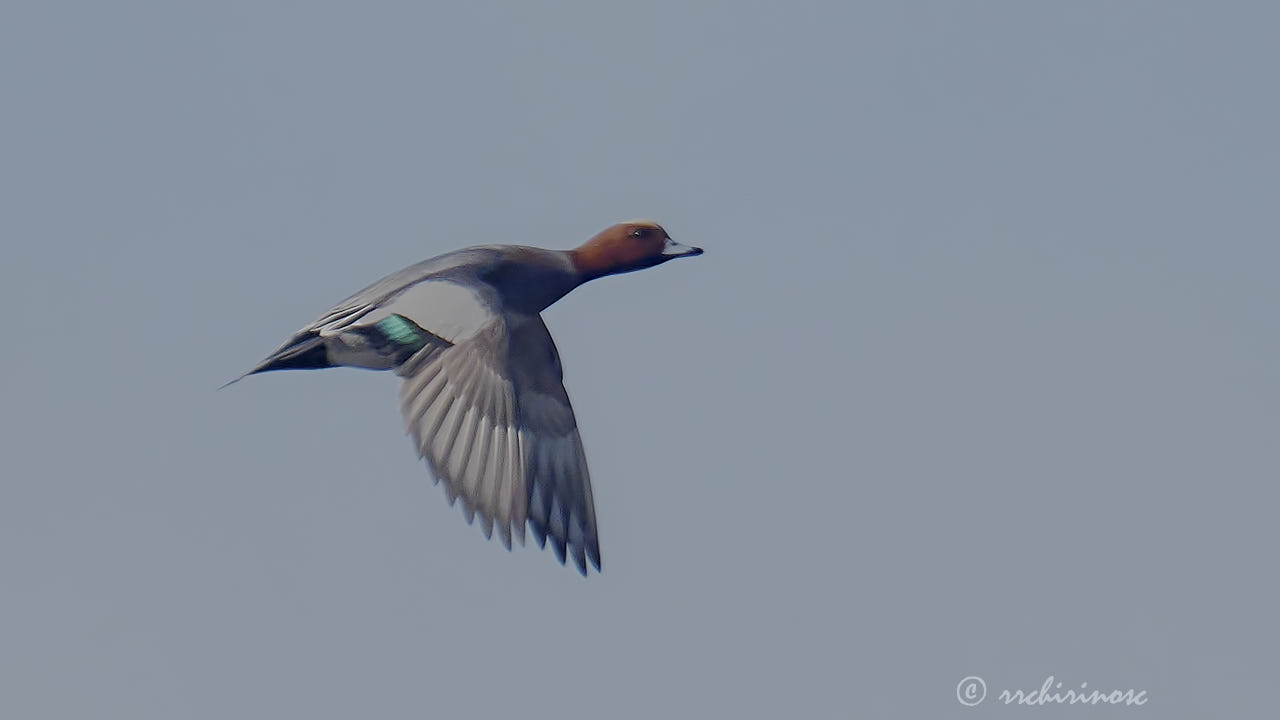 Eurasian wigeon