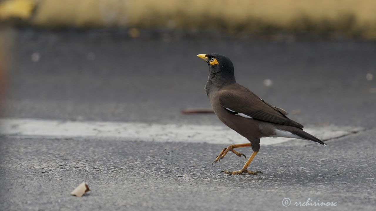 Common myna