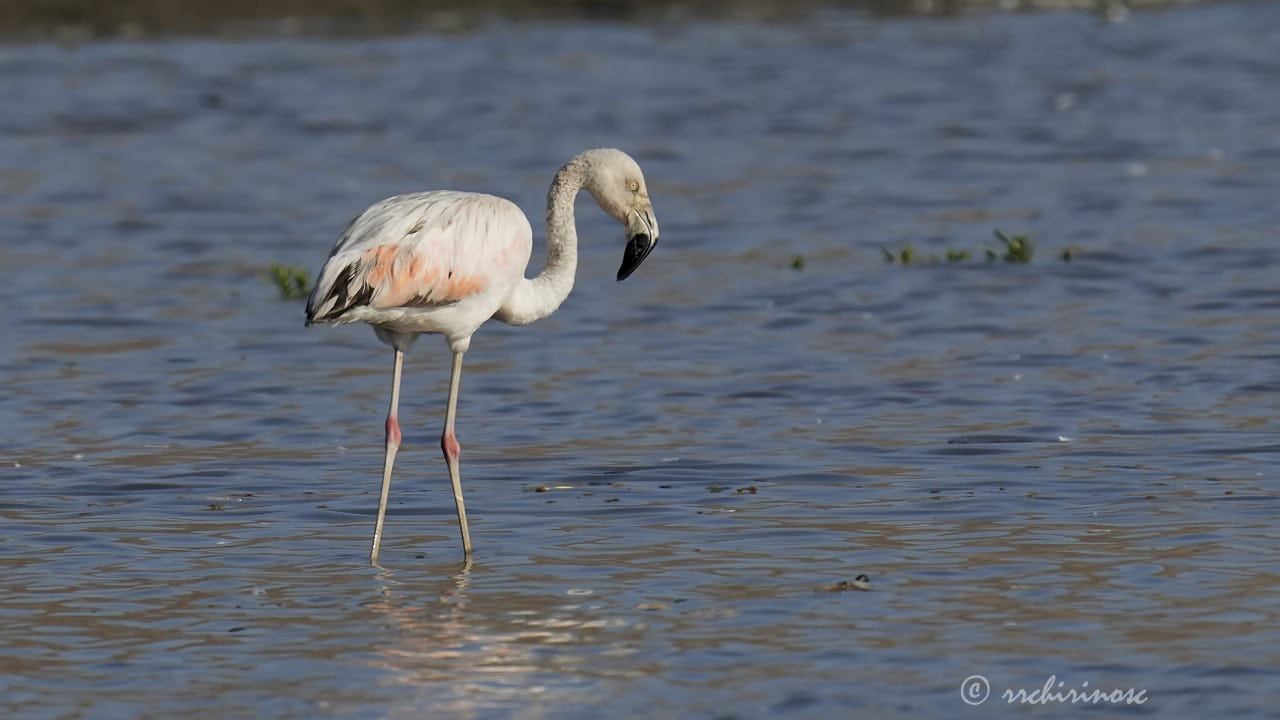 Chilean flamingo