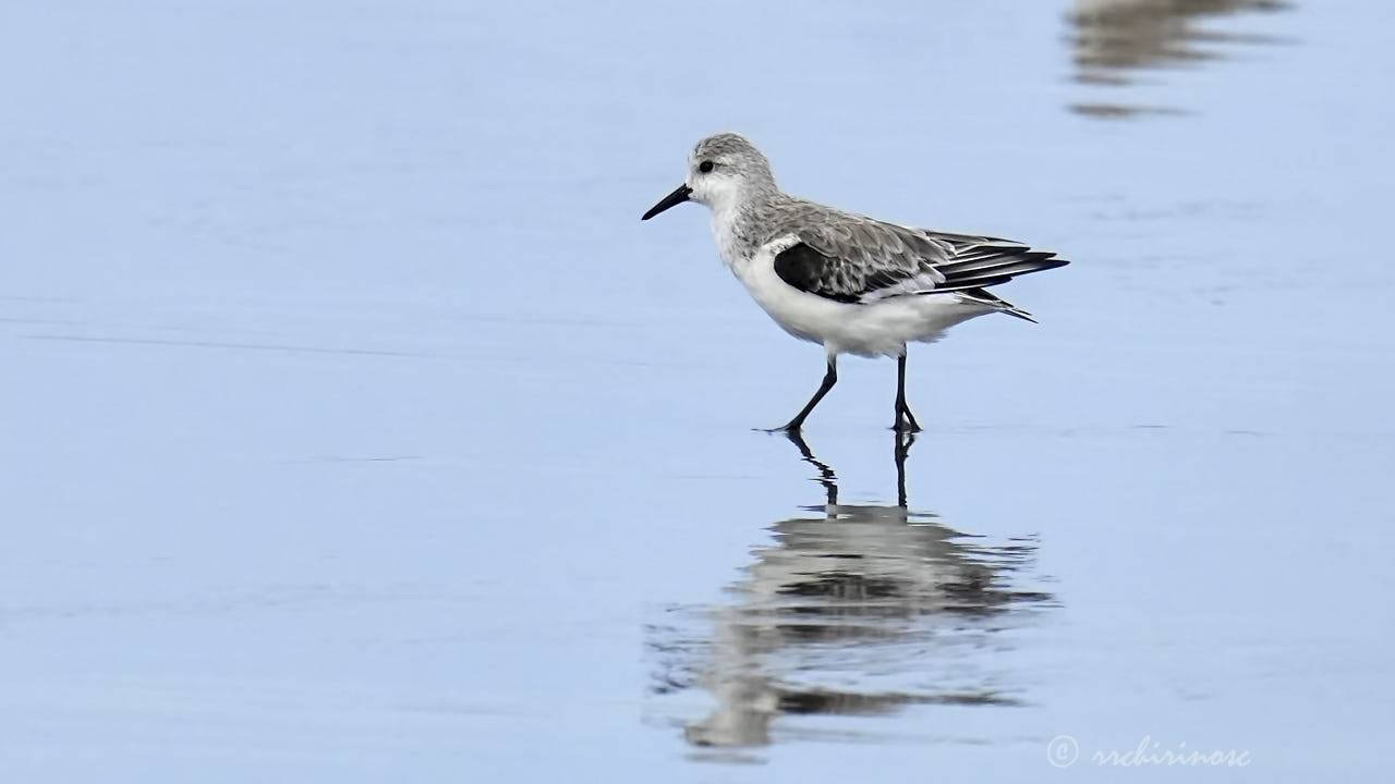 American golden plover