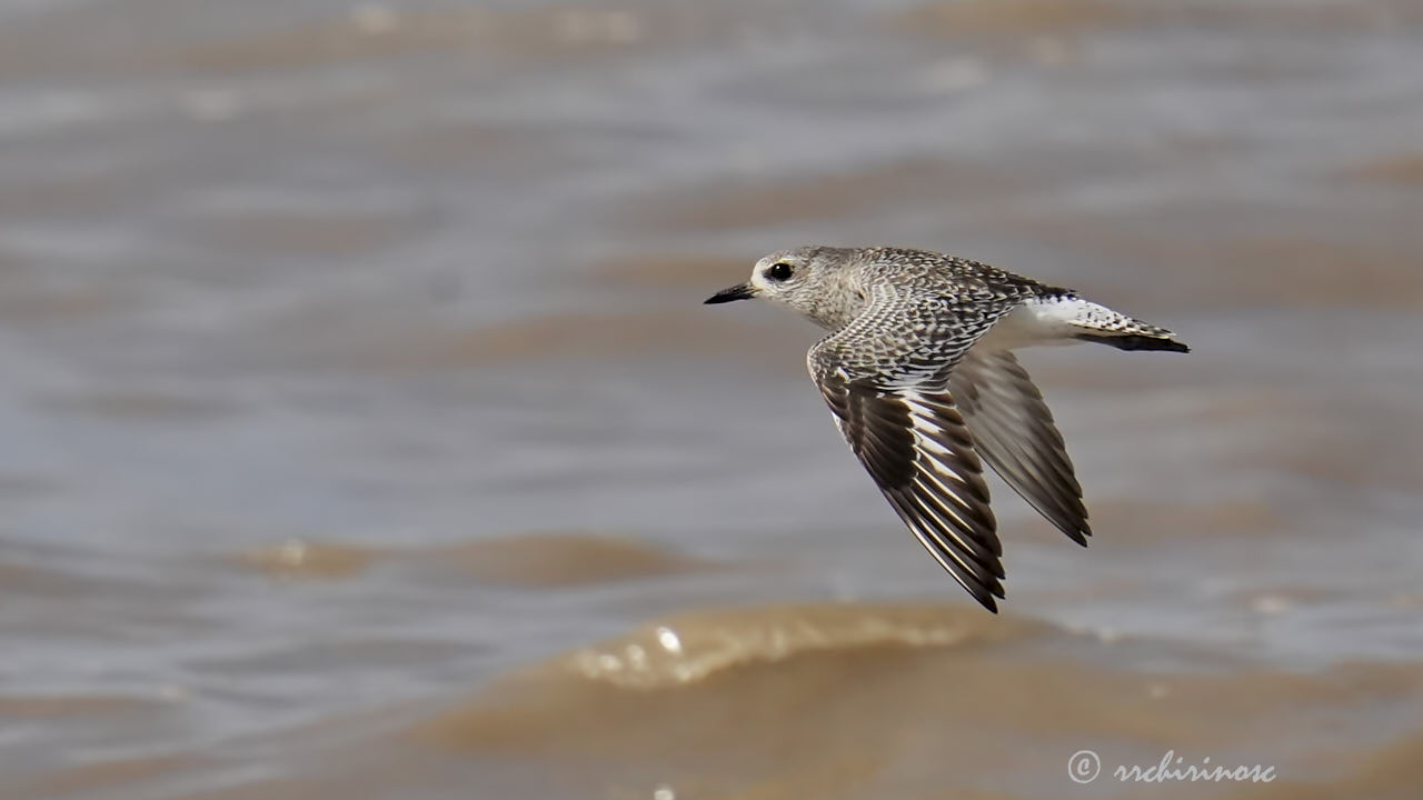 American golden plover