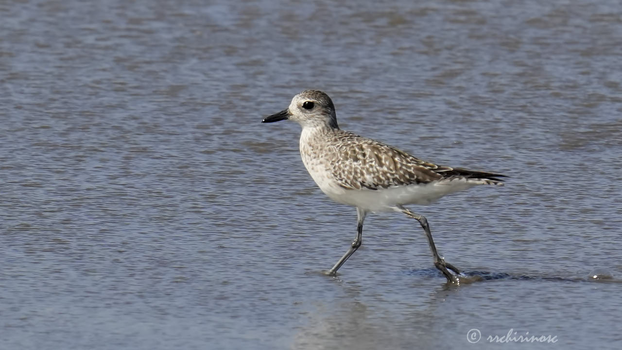 American golden plover