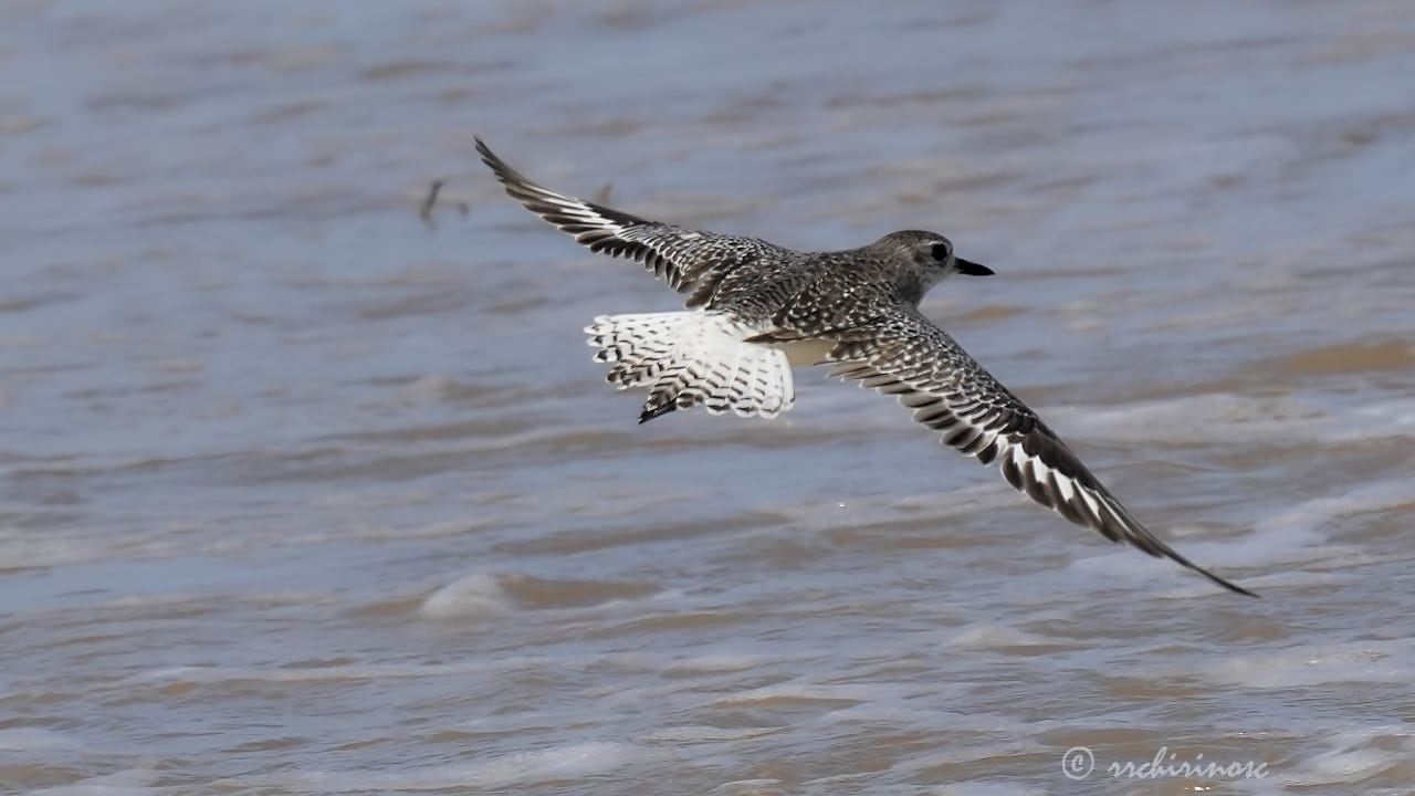 American golden plover