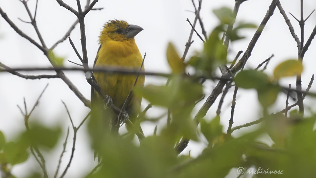 Golden grosbeak