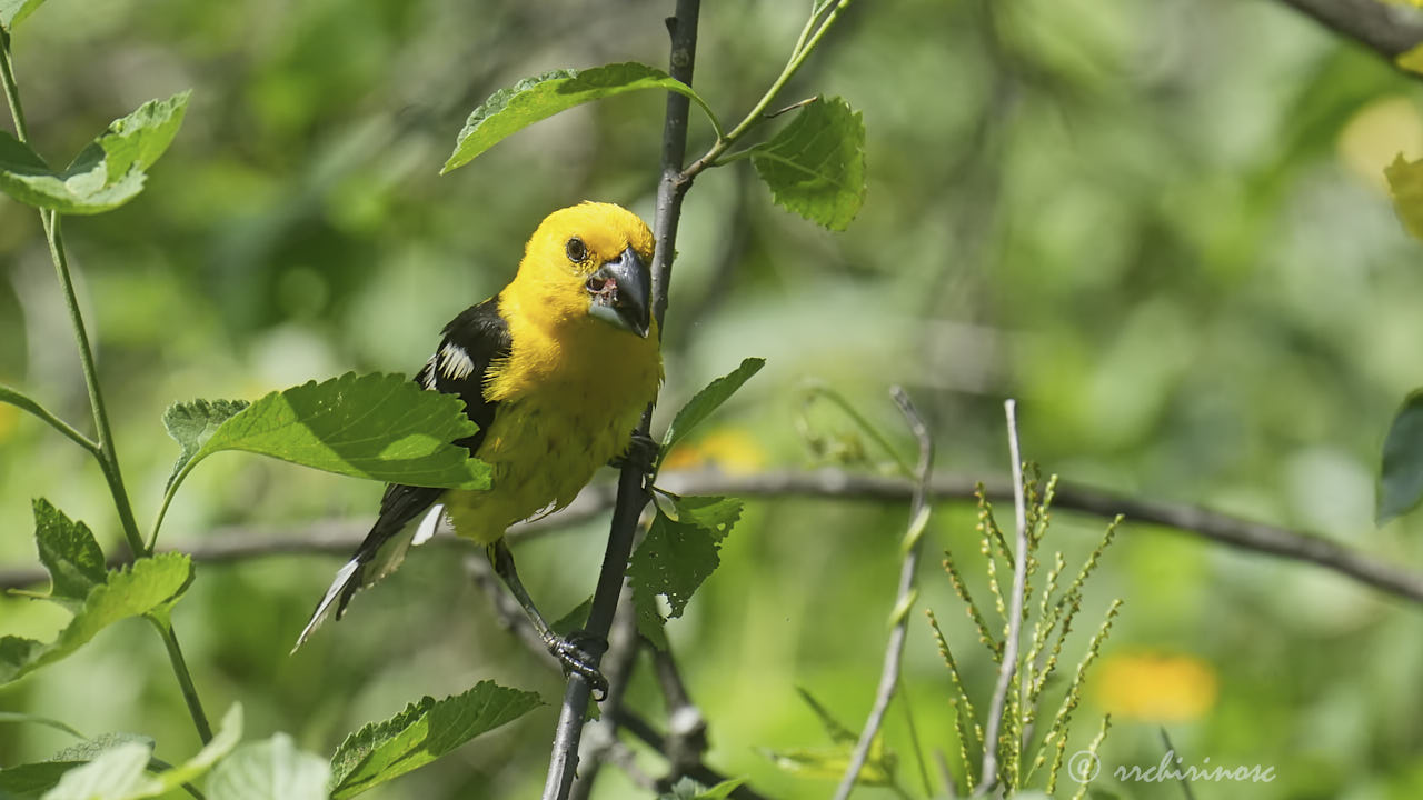 Golden grosbeak