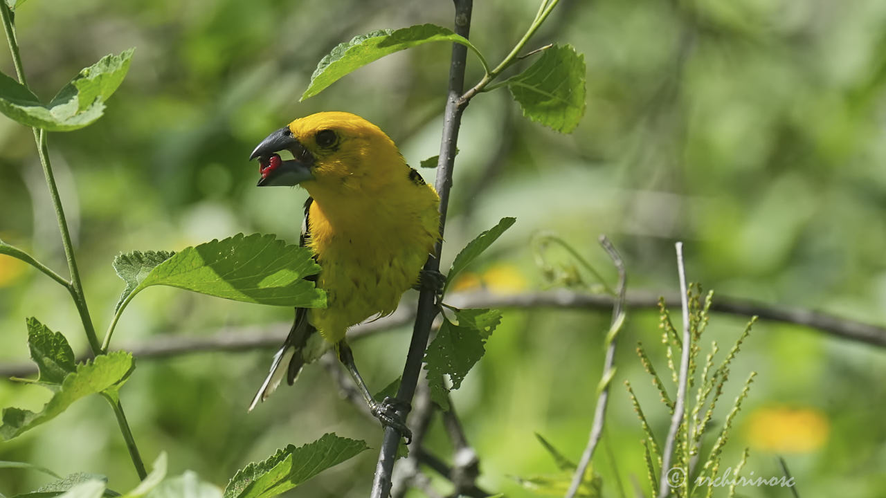 Golden grosbeak