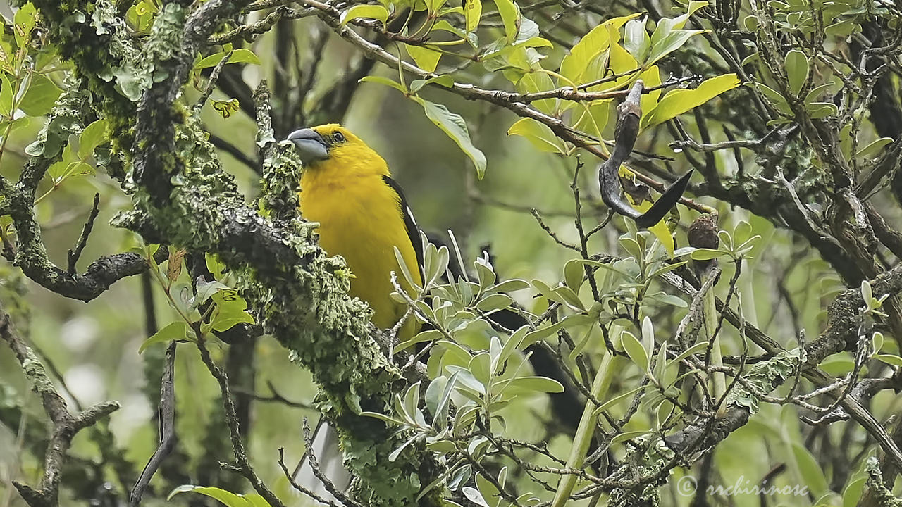 Golden grosbeak