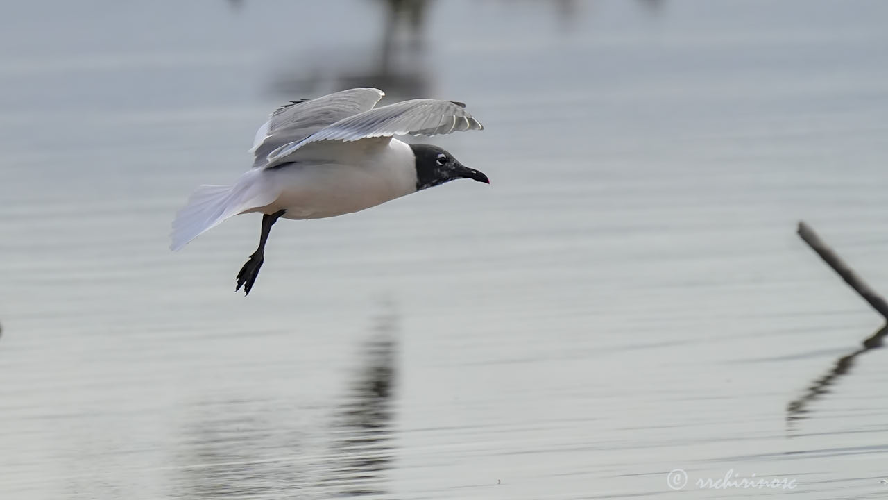 Franklin's gull